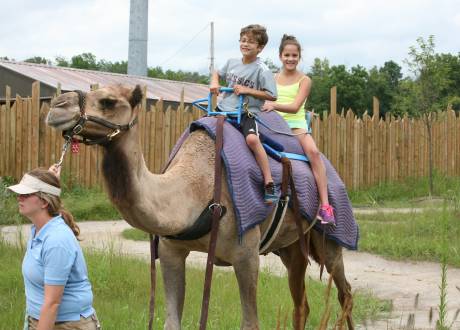 camel rides